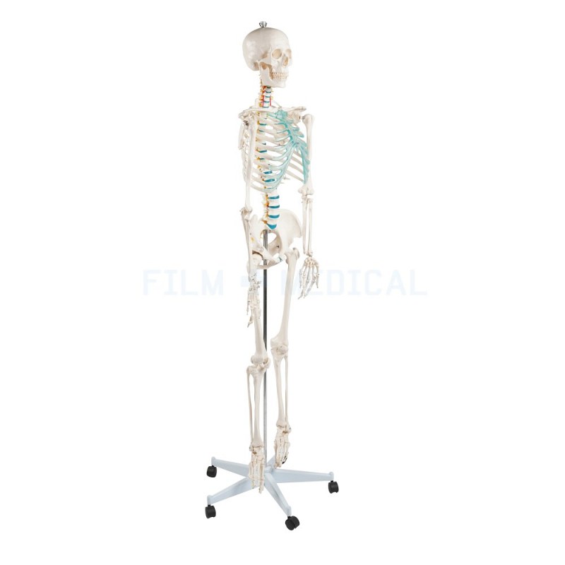 Teaching Skeleton